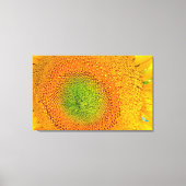 Zonnebloemcanvas Canvas Afdruk (Voorkant)