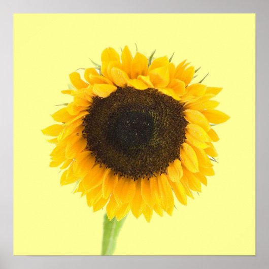 Zonnebloemdruk Poster (Voorkant)