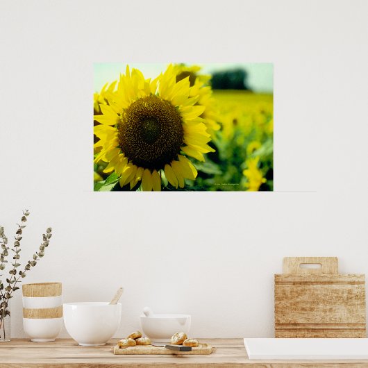 Zonnebloemdruk Poster (Keuken)