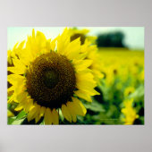 Zonnebloemdruk Poster (Voorkant)