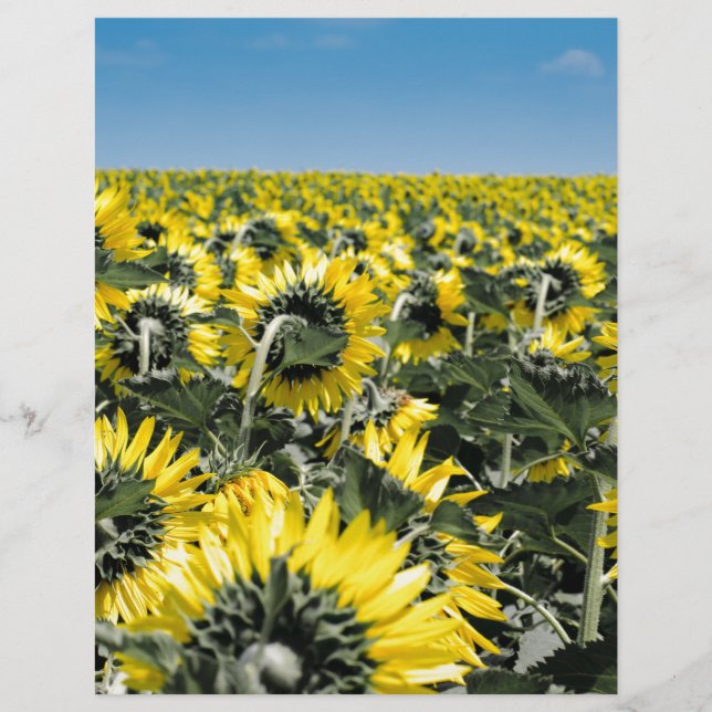Zonnebloemen (Voorkant)