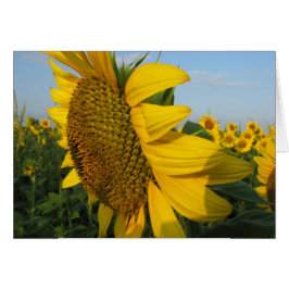 Zonnebloemen