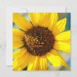 Zonnebloemen