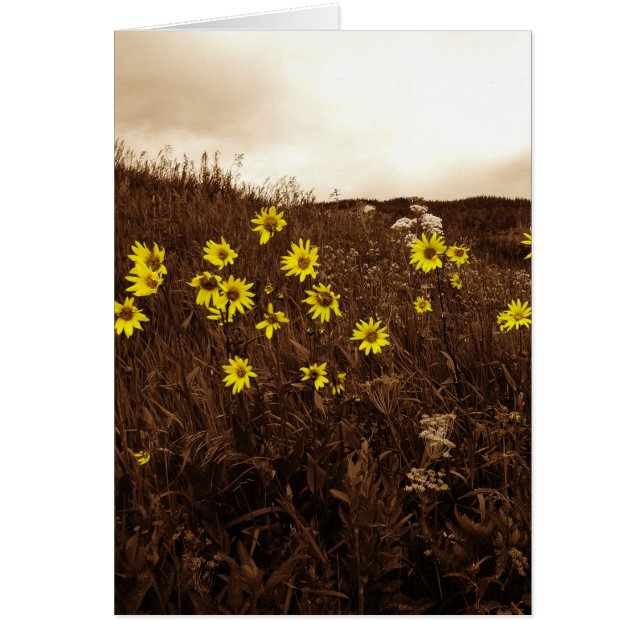 Zonnebloemen (Voorkant)