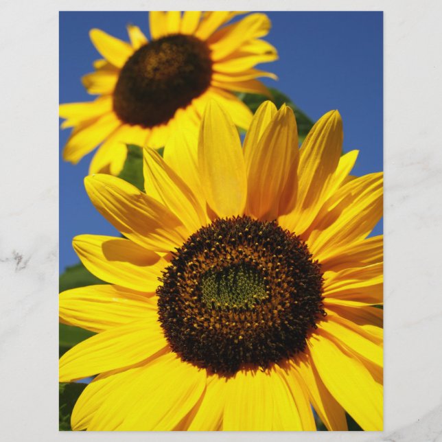 Zonnebloemen (Voorkant)