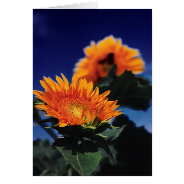 Zonnebloemen (Voorkant)