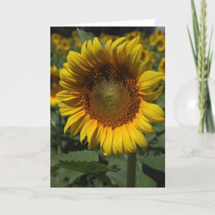 Zonnebloemen 09 kaart