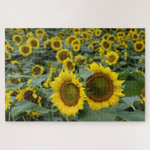 Zonnebloemen - 20x30 inch legpuzzel