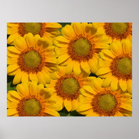 Zonnebloemen afdrukken poster (Voorkant)