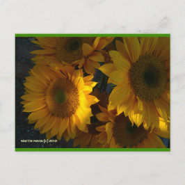 Zonnebloemen bij zonsondergang | Blue Beach Song™- Briefkaart