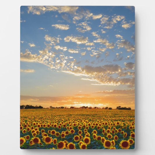 Zonnebloemen bij zonsondergang fotoplaat (Voorkant)