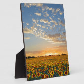 Zonnebloemen bij zonsondergang fotoplaat (Zijkant)