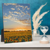 Zonnebloemen bij zonsondergang fotoplaat (Zijkant)