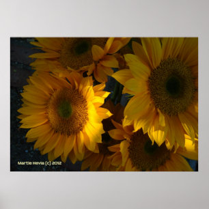 Zonnebloemen bij zonsondergang poster
