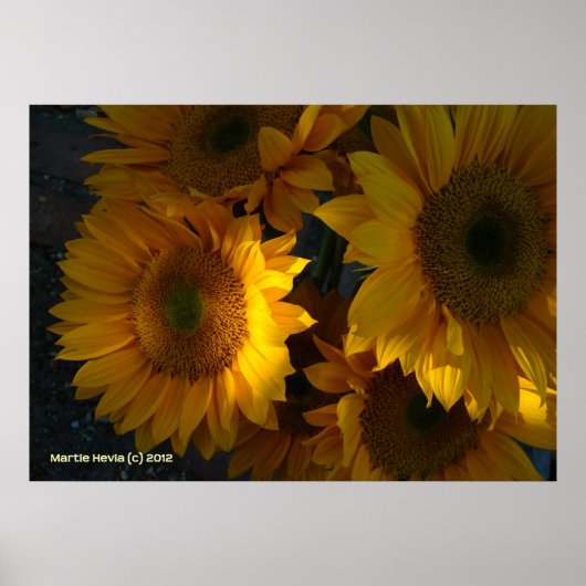 Zonnebloemen bij zonsondergang poster (Voorkant)