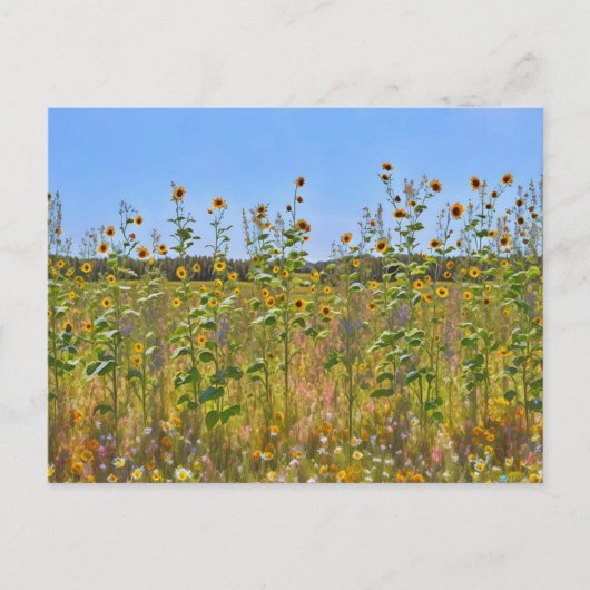  Zonnebloemen Bloemen op een Boerderij Fence Brief Briefkaart (Voorkant)