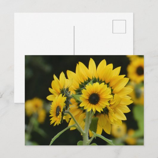 Zonnebloemen Boeket DIY Briefkaart (Voorkant / Achterkant)