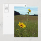 Zonnebloemen Briefkaart (Voorkant / Achterkant)