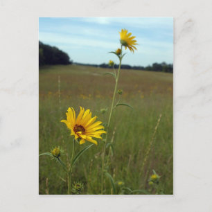 Zonnebloemen Briefkaart