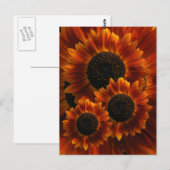 Zonnebloemen Briefkaart (Voorkant / Achterkant)