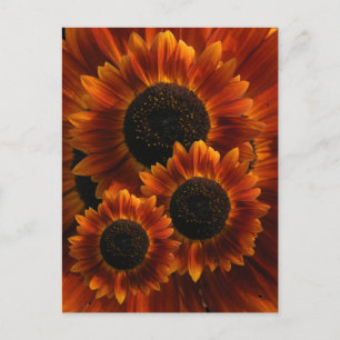 Zonnebloemen Briefkaart