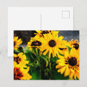 Zonnebloemen Briefkaart (Voorkant / Achterkant)