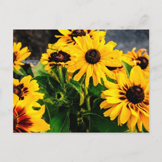 Zonnebloemen Briefkaart (Voorkant)