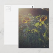 Zonnebloemen Briefkaart (Voorkant / Achterkant)