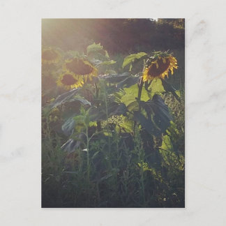 Zonnebloemen Briefkaart