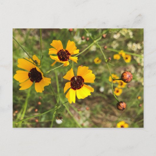 Zonnebloemen Briefkaart (Voorkant)