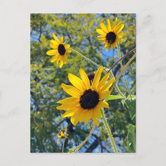 Zonnebloemen Briefkaart (Voorkant)