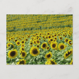 Zonnebloemen Briefkaart