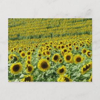 Zonnebloemen Briefkaart