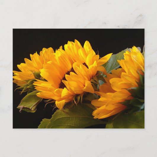 Zonnebloemen Briefkaart (Voorkant)