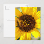 Zonnebloemen briefkaart (Voorkant / Achterkant)