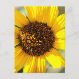 Zonnebloemen briefkaart