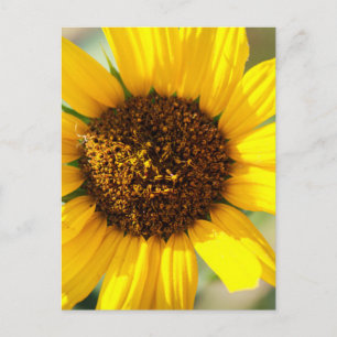 Zonnebloemen briefkaart