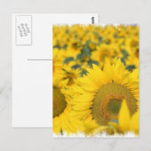 Zonnebloemen Briefkaart (Voorkant / Achterkant)