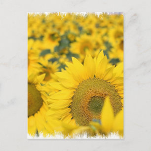 Zonnebloemen Briefkaart