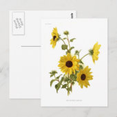 Zonnebloemen Briefkaart (Voorkant / Achterkant)