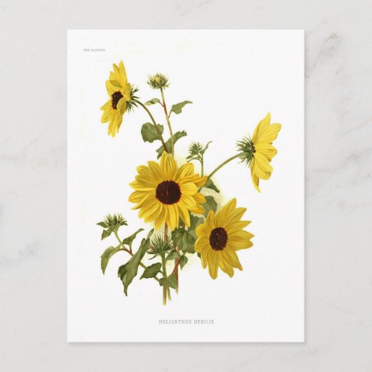 Zonnebloemen Briefkaart (Voorkant)