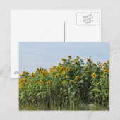 Zonnebloemen Briefkaart (Voorkant / Achterkant)