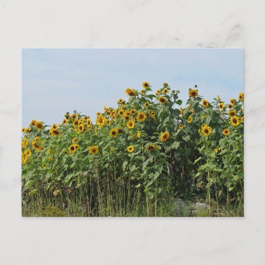 Zonnebloemen Briefkaart (Voorkant)