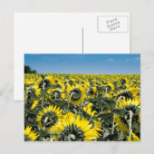 Zonnebloemen Briefkaart (Voorkant / Achterkant)