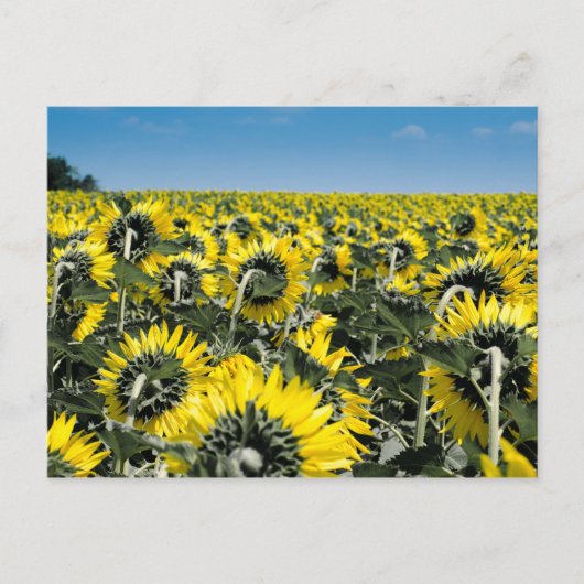 Zonnebloemen Briefkaart (Voorkant)