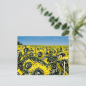 Zonnebloemen Briefkaart (Staand voorkant)