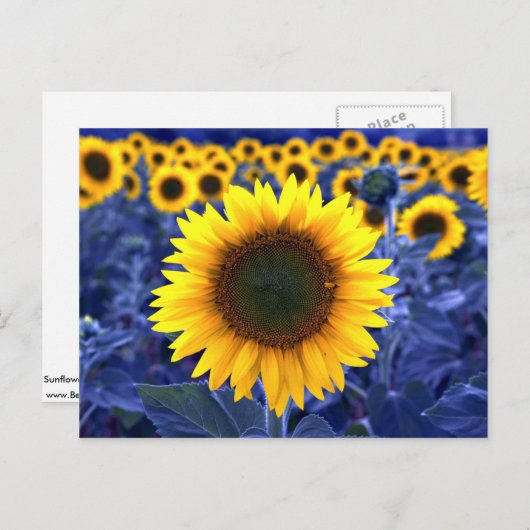 Zonnebloemen Briefkaart (Voorkant / Achterkant)