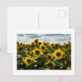 zonnebloemen briefkaart (Voorkant / Achterkant)
