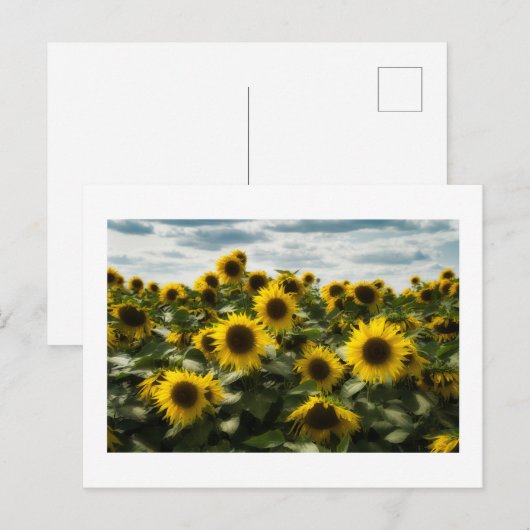 zonnebloemen briefkaart (Voorkant / Achterkant)