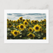 zonnebloemen briefkaart (Voorkant)
